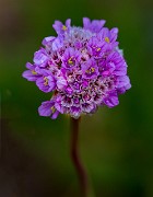Armeria maritima - Sea Thrift 16-9631a